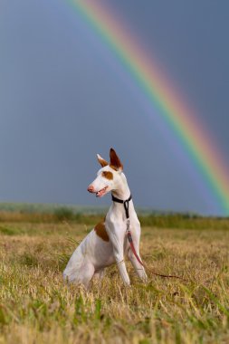 Dog with rainbow clipart