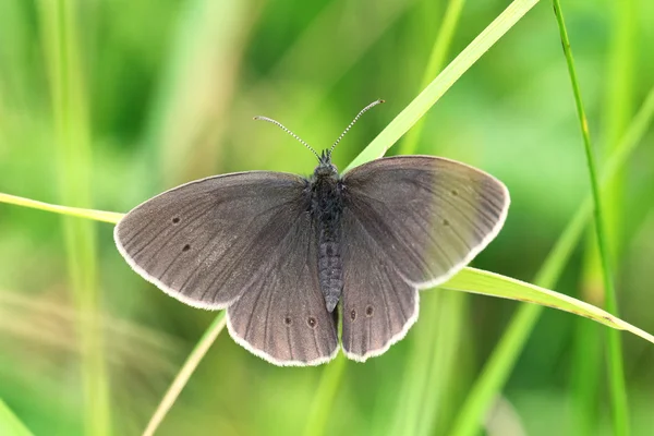 Butterfly on grass — Stock Photo, Image