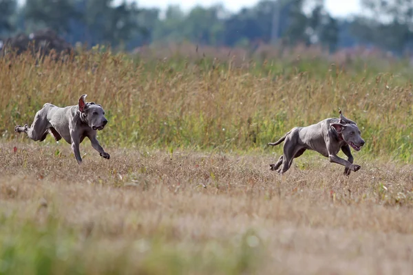 Dva psi Výmarský ohař — Stock fotografie