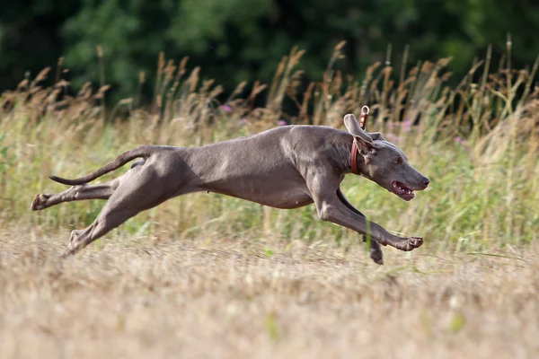Weimaraner dog run — Stock Photo, Image