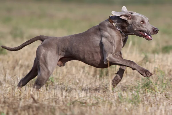 Веймарская собачья пробежка — стоковое фото