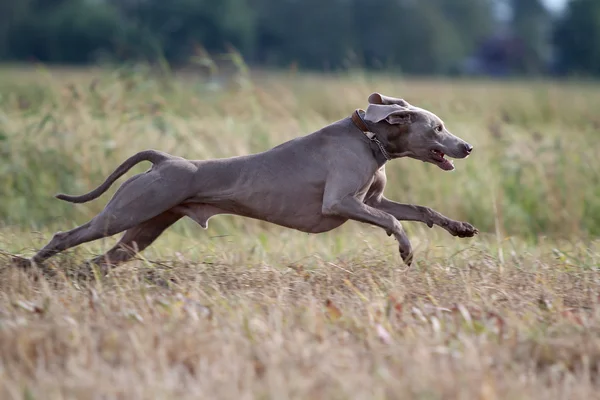 Weimaraner σκύλος τρέχει — Φωτογραφία Αρχείου