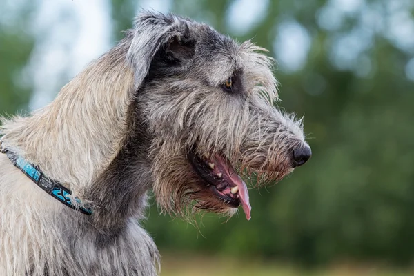 アイルランドのウルフハウンド犬 — ストック写真