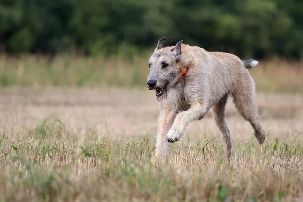 Irský vlkodav pes — Stock fotografie
