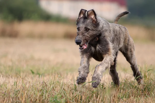 Irsk ulvehund hund - Stock-foto
