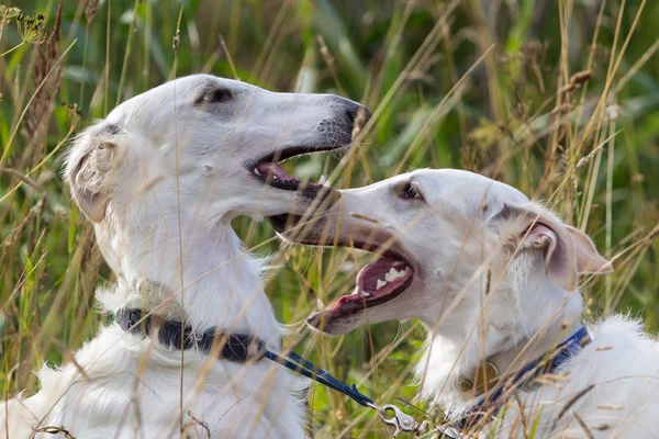 Två ryska hund hundar — Stockfoto