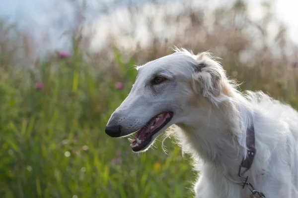 White russian greyhound — Stock Photo, Image