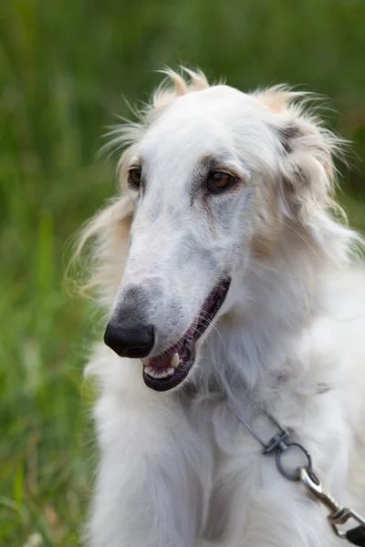 Head of russian greyhound dog — Stock Photo, Image