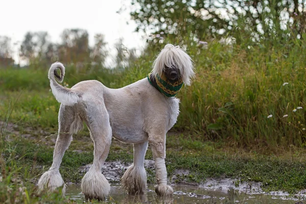 stock image Afghan Hound dog