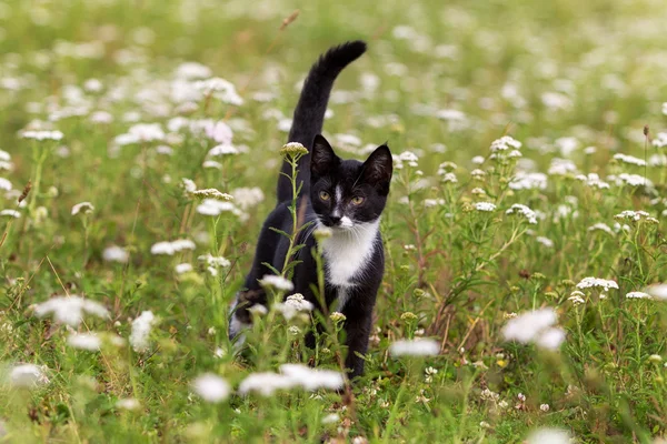 Котенок в траве — стоковое фото