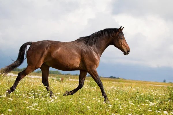 Bay häst springa — Stockfoto