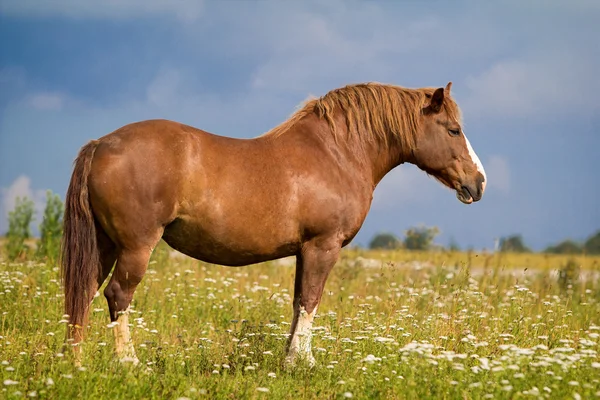 Großes rotes Pferd — Stockfoto
