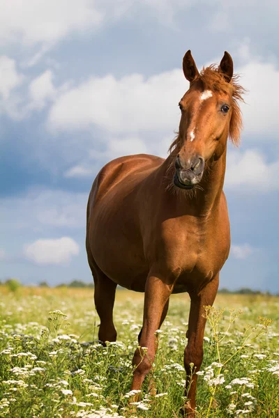 stock image Red horse