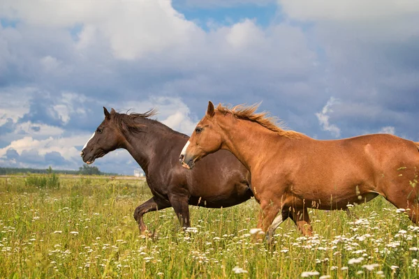 Deux chevaux — Photo