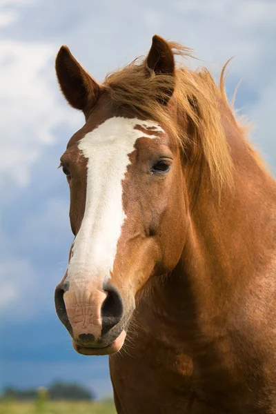 Großer Pferdekopf — Stockfoto