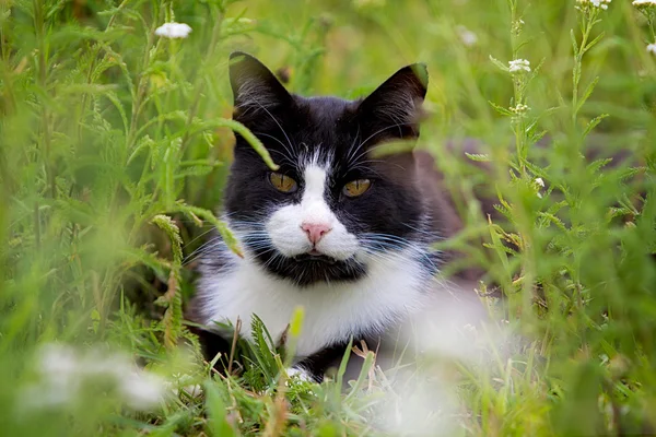 Чорний кіт у траві — стокове фото