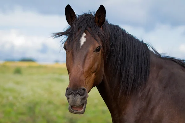 馬の顔をしかめる — ストック写真