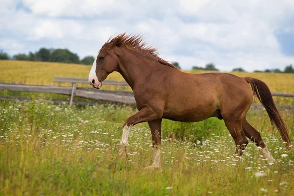 Röda hästen i fältet — Stockfoto