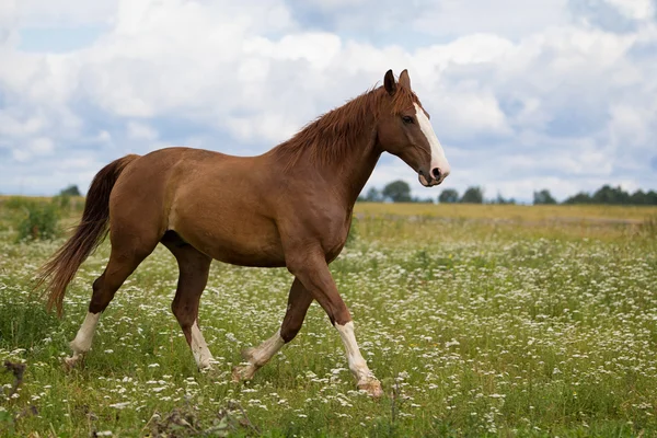 Красная лошадь в поле — стоковое фото