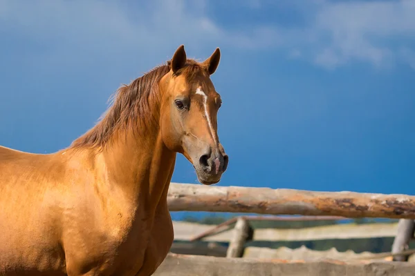 Арабская золотая лошадь — стоковое фото