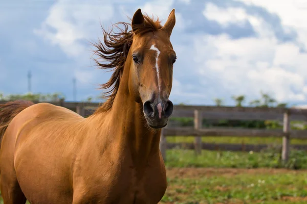 Cavalo árabe dourado — Fotografia de Stock