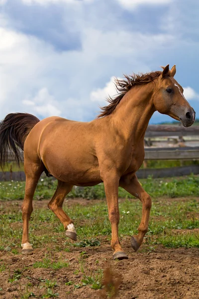 Guld hästen — Stockfoto