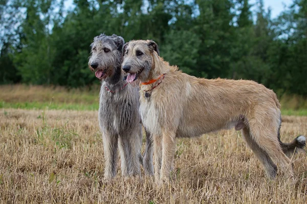 Две собаки Лицензионные Стоковые Изображения