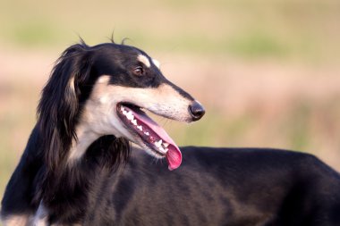 Saluki köpeği