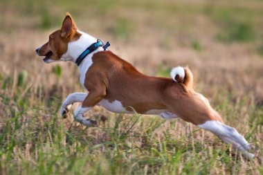 Basenjis dog clipart