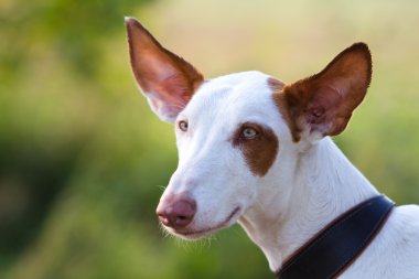 Ibizan Hound dog clipart