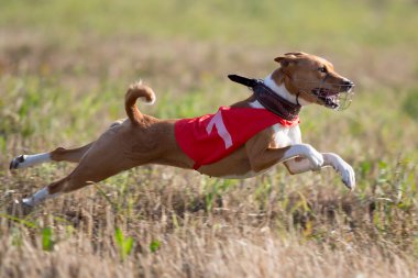 basenjis köpek