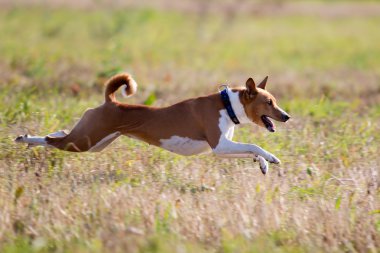 Basenjis dog clipart