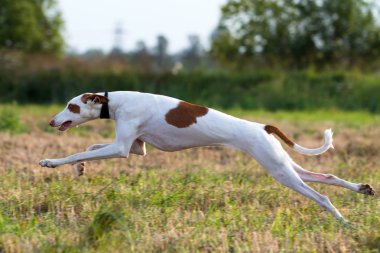 Ibizan Hound dog clipart