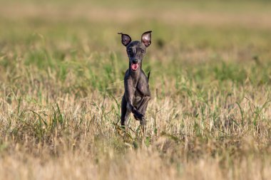 Greyhound köpek