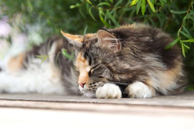 Çalı altındaki kedi