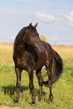 Black horse clipart