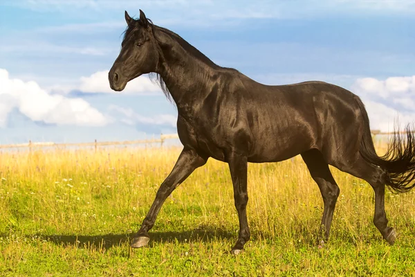 黒馬 — ストック写真
