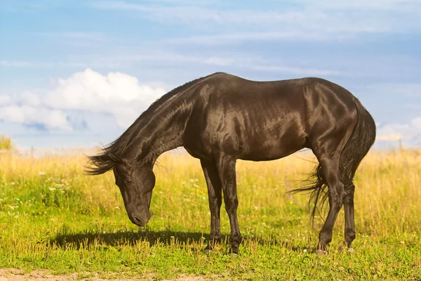 Kuda Hitam — Stok Foto