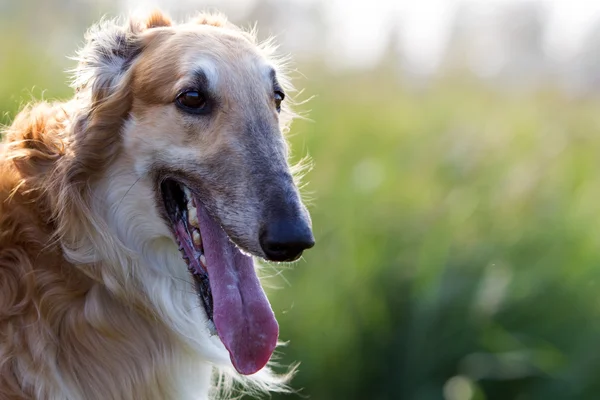 Russian hound dog — Stock Photo, Image