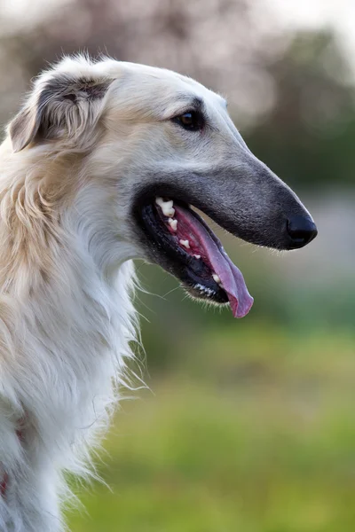 Russian hound dog — Stock Photo, Image