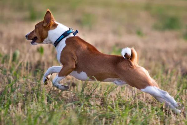 バセンジー犬 — ストック写真