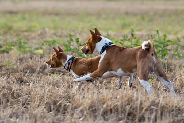 Cães Basenjis — Fotografia de Stock