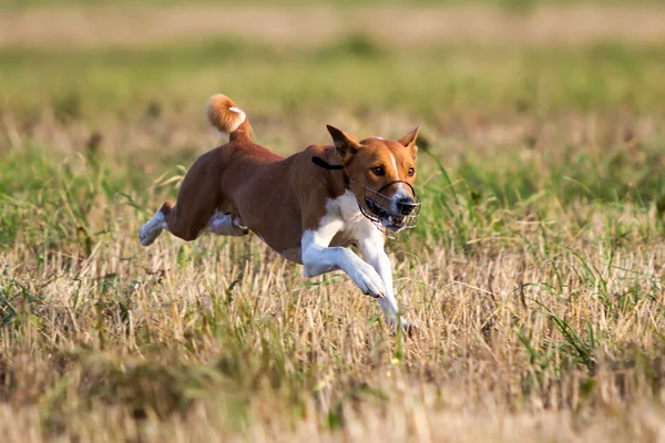 Basenjis cão — Fotografia de Stock