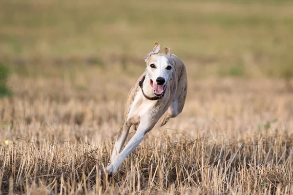 Kis angol agár-kutya — Stock Fotó