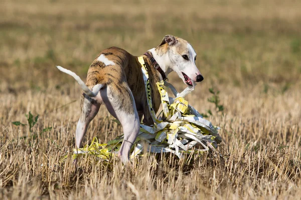 Kis angol agár-kutya — Stock Fotó