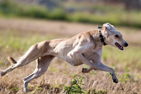 Hound dog — Stock Photo, Image