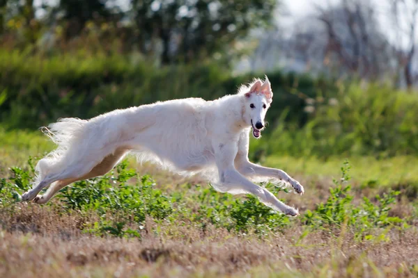 Russische hound dog — Stockfoto