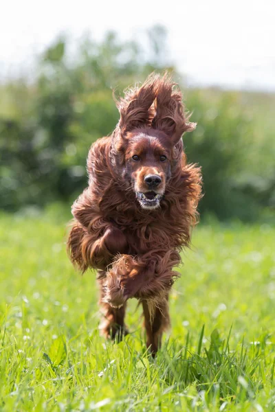 stock image Dog run