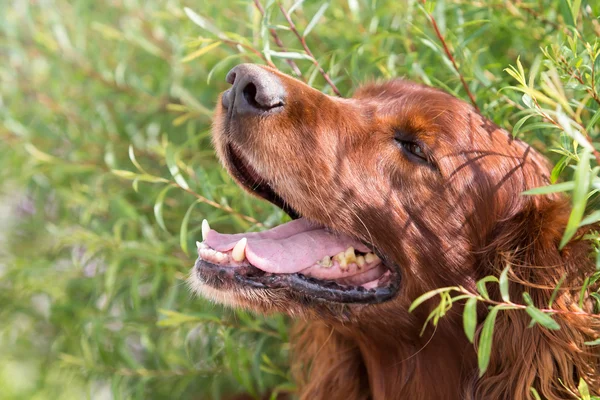 Cão debaixo do arbusto — Fotografia de Stock