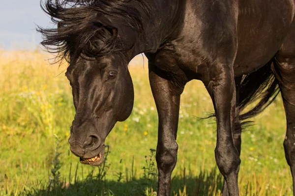 Czarny koń — Zdjęcie stockowe
